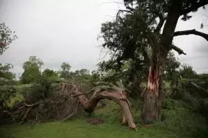 Damaged Trees